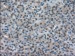 SOD1 Antibody in Immunohistochemistry (Paraffin) (IHC (P))