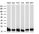 SOD1 Antibody in Western Blot (WB)