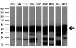 SORD Antibody in Western Blot (WB)