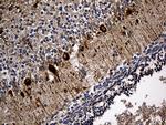 SORL1 Antibody in Immunohistochemistry (Paraffin) (IHC (P))