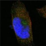 SORL1 Antibody in Immunocytochemistry (ICC/IF)