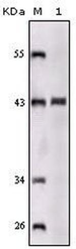 SORL1 Antibody in Western Blot (WB)