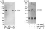 SOS1 Antibody in Western Blot (WB)