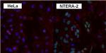 SOX2 Antibody in Immunocytochemistry (ICC/IF)