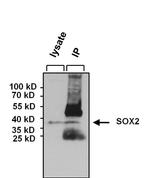 SOX2 Antibody in Immunoprecipitation (IP)