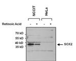 SOX2 Antibody in Western Blot (WB)