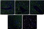 SOX2 Antibody in Immunohistochemistry (Paraffin) (IHC (P))