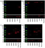 SOX2 Antibody in Western Blot (WB)