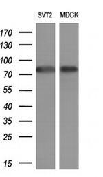 SOX5 Antibody in Western Blot (WB)