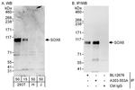 SOX6 Antibody in Western Blot (WB)