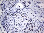 SOX9 Antibody in Immunohistochemistry (Paraffin) (IHC (P))