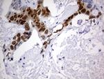 SOX9 Antibody in Immunohistochemistry (Paraffin) (IHC (P))