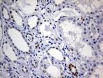 SOX9 Antibody in Immunohistochemistry (Paraffin) (IHC (P))