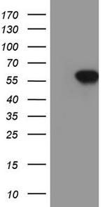 SOX9 Antibody in Western Blot (WB)