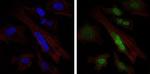 SOX9 Antibody in Immunocytochemistry (ICC/IF)