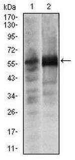 SOX9 Antibody in Western Blot (WB)