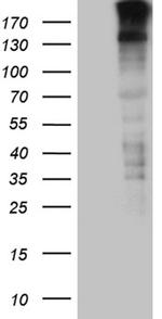 SPAG5 Antibody in Western Blot (WB)