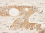 SPAK Antibody in Immunohistochemistry (IHC)