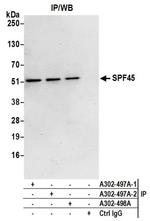 SPF45 Antibody in Immunoprecipitation (IP)