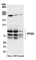 SPG20 Antibody in Western Blot (WB)