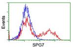 SPG7 Antibody in Flow Cytometry (Flow)