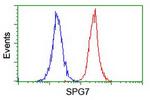 SPG7 Antibody in Flow Cytometry (Flow)