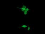 SPG7 Antibody in Immunocytochemistry (ICC/IF)