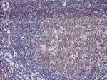 SPG7 Antibody in Immunohistochemistry (Paraffin) (IHC (P))