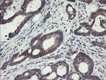 SPG7 Antibody in Immunohistochemistry (Paraffin) (IHC (P))