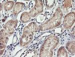 SPG7 Antibody in Immunohistochemistry (Paraffin) (IHC (P))