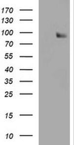 SPG7 Antibody in Western Blot (WB)