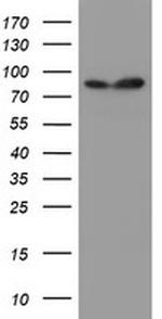 SPG7 Antibody in Western Blot (WB)