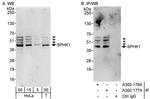 SPHK1 Antibody in Western Blot (WB)