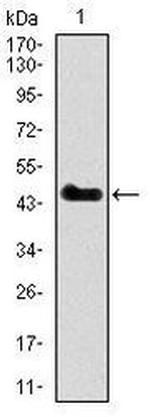 PU.1 Antibody in Western Blot (WB)