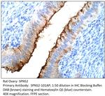 SPNS2 Antibody in Immunohistochemistry (IHC)