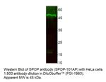 SPOP Antibody in Western Blot (WB)