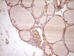 SPP1 Antibody in Immunohistochemistry (Paraffin) (IHC (P))