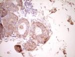 SPP1 Antibody in Immunohistochemistry (Paraffin) (IHC (P))