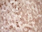 SPP1 Antibody in Immunohistochemistry (Paraffin) (IHC (P))