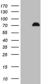 SPP1 Antibody in Western Blot (WB)