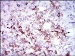 Osteopontin Antibody in Immunohistochemistry (Paraffin) (IHC (P))