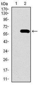 Osteopontin Antibody in Western Blot (WB)