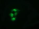 SPR Antibody in Immunocytochemistry (ICC/IF)