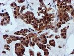 SPR Antibody in Immunohistochemistry (Paraffin) (IHC (P))