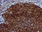 SPR Antibody in Immunohistochemistry (Paraffin) (IHC (P))