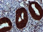 SPR Antibody in Immunohistochemistry (Paraffin) (IHC (P))