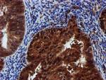 SPR Antibody in Immunohistochemistry (Paraffin) (IHC (P))