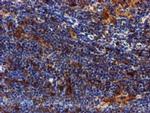 SPR Antibody in Immunohistochemistry (Paraffin) (IHC (P))