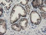 SPR Antibody in Immunohistochemistry (Paraffin) (IHC (P))