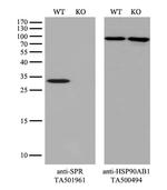 SPR Antibody